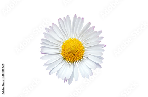 Foto Common daisy blossom isolated on white background