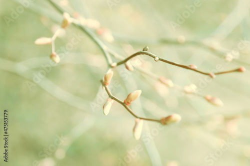 Young plant buds in spring nature. Color toning.