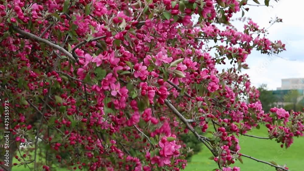 Blossoming tree with pink flowers against sky. Blooming branch on windy spring day in park. Overcast weather in springtime. Blossoming tree with pink flowers against sky. Blooming branch on windy spring day in park. Overcast weather in springtime.