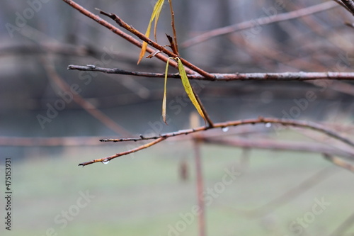 autumn tree