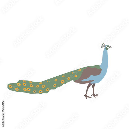 Flat illustration of peacock isolated on whte background