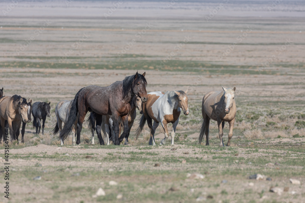 Wild Horses in the Utah Desert in Spring Wild Horses in the Utah Desert in Spring