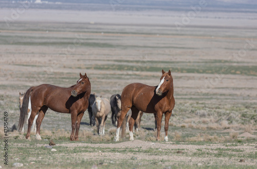 Wild Horses in the Utah Desert in Spring