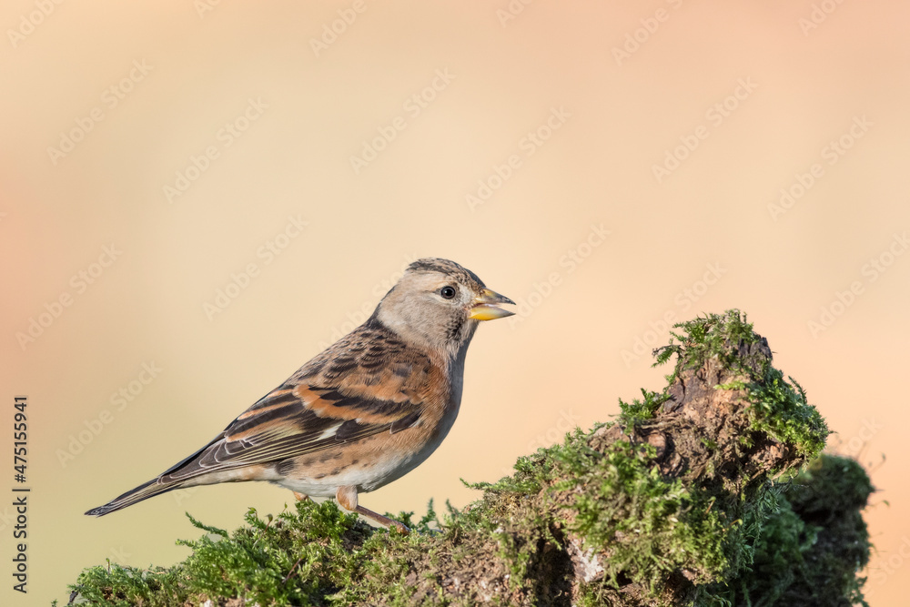 Brambling female at sunrise, fine art portrait (Fringilla montifringilla) Brambling female at sunrise, fine art portrait (Fringilla montifringilla)