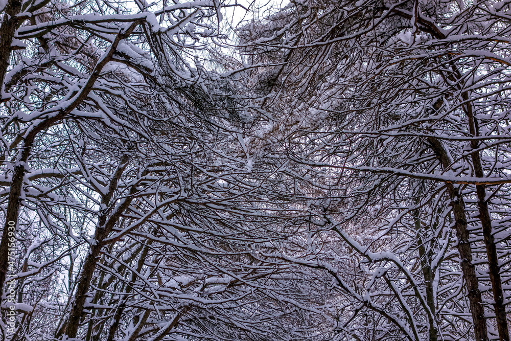 Winter snowy trees. City Park. Winter snowy trees. City Park.