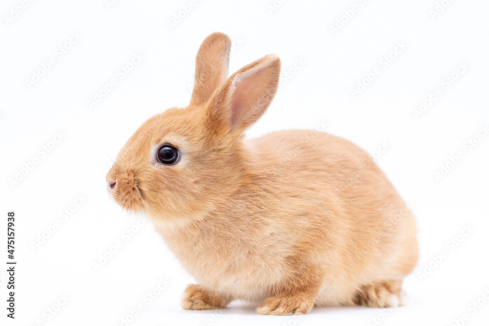 Red bunny rabbit portrait looking frontwise to viewer on white background Red bunny rabbit portrait looking frontwise to viewer on white background