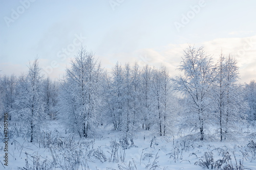 A wonderful fairy-tale forest stands covered with snow. Trees are abstract patterns of snow. Winter snowy landscape.