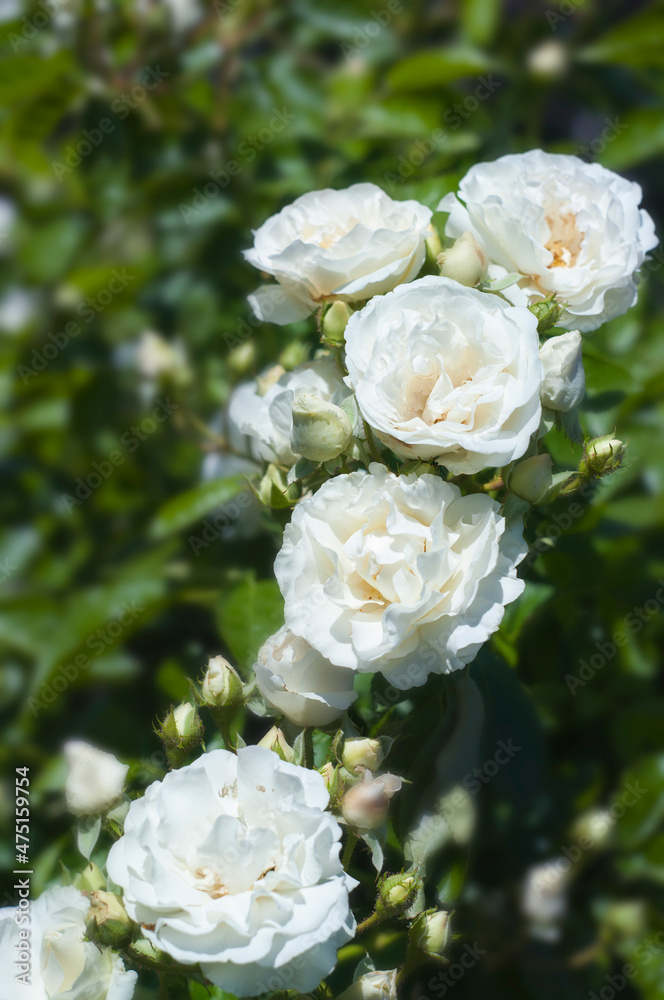 white rose bush blooming at garden