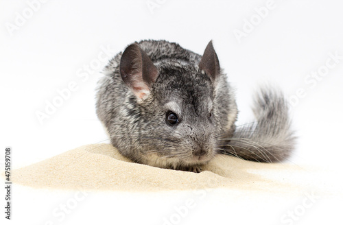 chinchilla playing on sand with white background