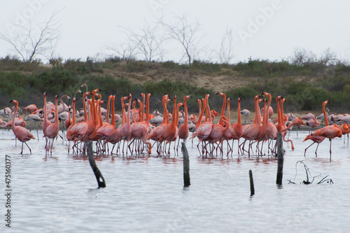 Flamingos are very social birds; they live in colonies whose population can number in the thousands. photo