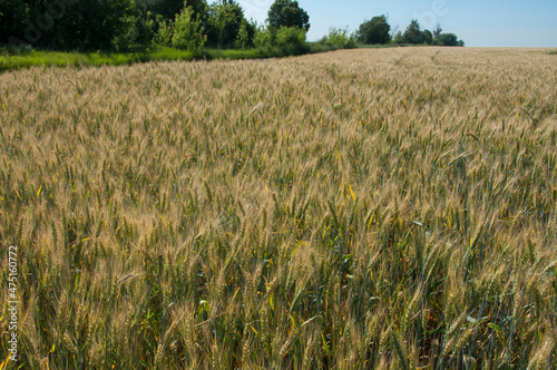 wheat field in summer