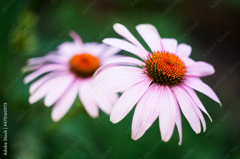 two pink coneflowers at green blurred background two pink coneflowers at green blurred background