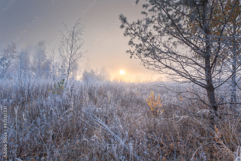 Glorious frosty morning. Hoary frost on plants in a foggy landscape with the rising sun. Glorious frosty morning. Hoary frost on plants in a foggy landscape with the rising sun.