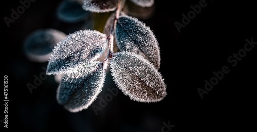Frosty branch with leaves on black background. Macro hoary frost crystals texture with shallow depth of field.