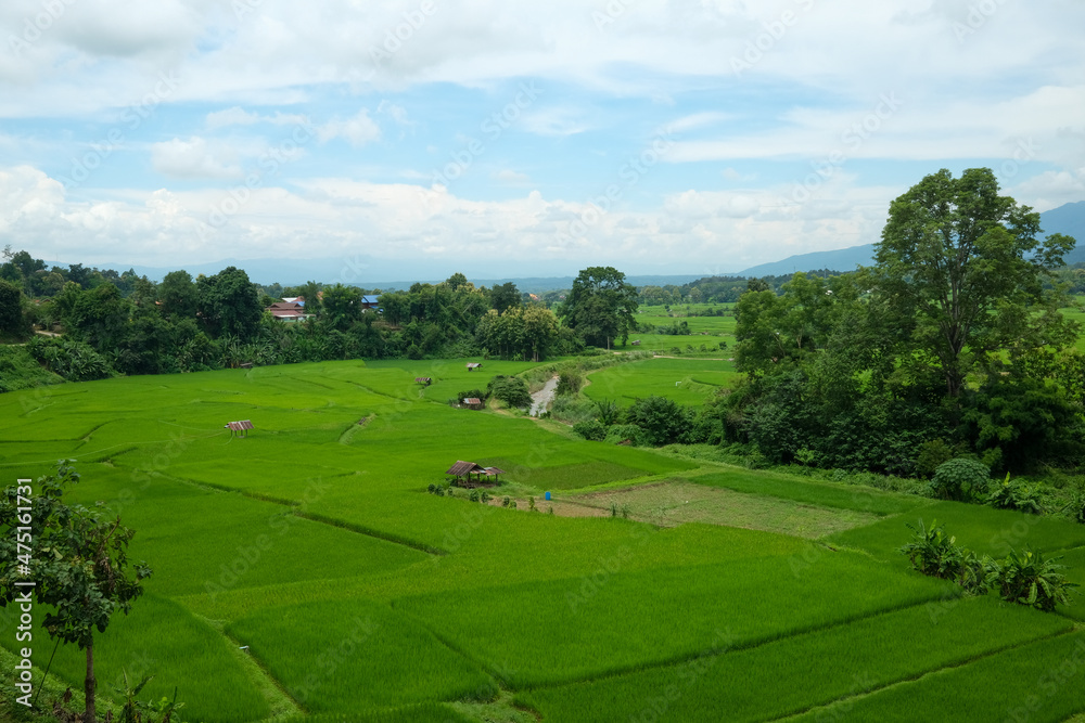 tropical green rice fields planting area under cloudy blue sky on the mountain at Nan province, Thailand