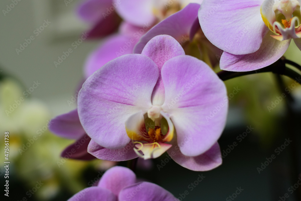 Obraz premium purple orchid flower