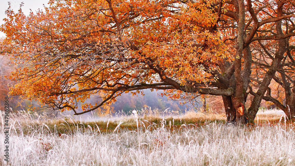 Big oak tree with orange leaves and huge horizontal branches. Grass covered with white frost in early morning panorama. Season change from autumn to winter