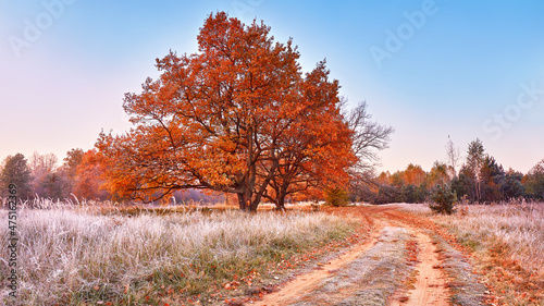 Obraz na płótnie Dirt road on field, oak tree with orange leaves. Season change from autumn to winter. w salonie