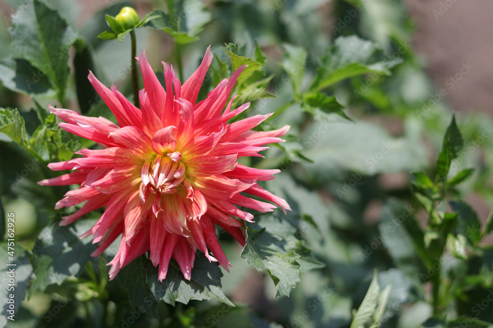 Close up of pink flower Dahlia for background, soft focus. Big flowers of blossoming autumn red dahlia.Blooming dahlia. Summer blossom. Seasonal gardening in village. Blossoming pink Big dahlia