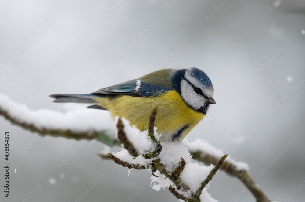 Fototapeta premium Blaumeise im Schnee