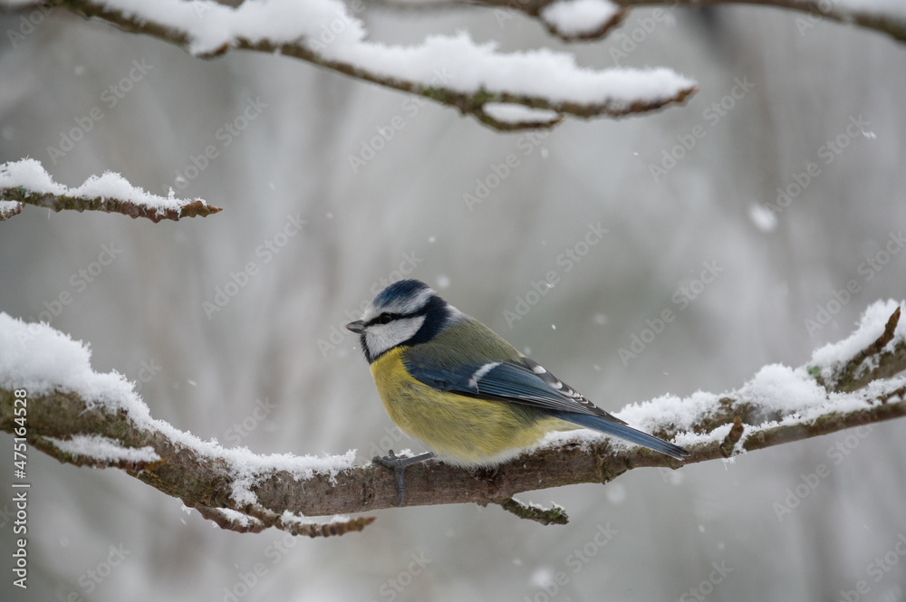Blaumeise im Schnee Blaumeise im Schnee