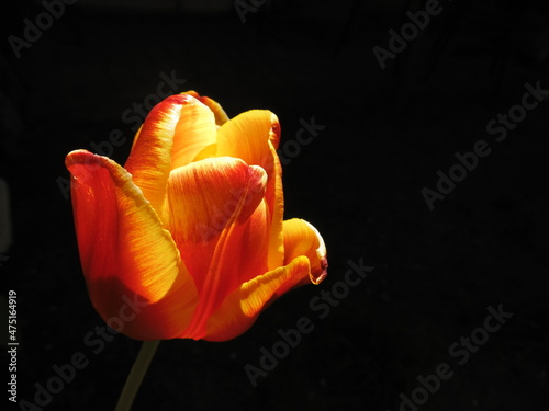 tulipán iluminado con fondo oscuro photo