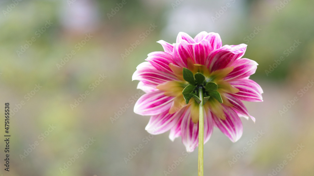Obraz premium Beautiful pink Dahlia flower close up photo at nature with a green background.Gardening, landscaping, perennial flowers.Beautiful pink dahlia fresh flower blossoming in the garden. Greetings, postcard