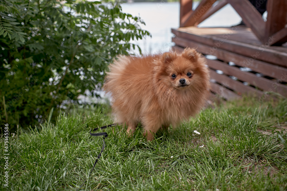 Cute fluffy german Spitz Dog on lawn in summer. Cute fluffy german Spitz Dog on lawn in summer.