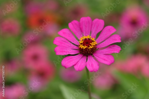 Beautiful blooming  pink purple gerbera flower close up. Floral background for design.Nature concept. Soft focus.Colourful  pink Gerbera daisies on blurred green background in the garden © Mariia