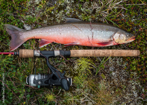 Fotografi Big fish trophy Arctic char or charr, Salvelinus alpinus is lying on the green vegetation next to the fly fishing rod