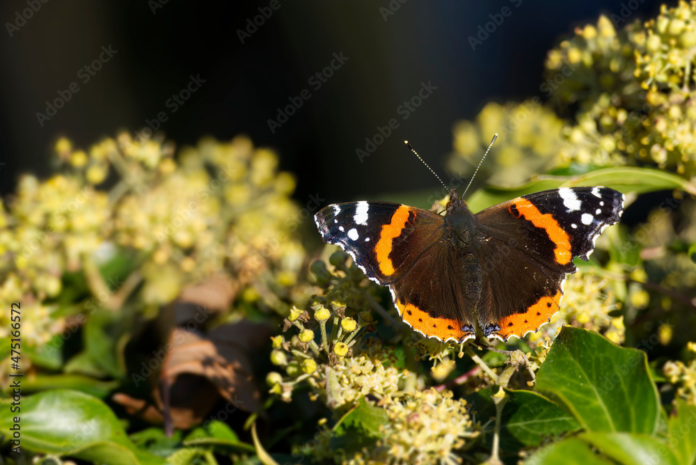 Red admiral butterfly (Vanessa Atalanta) with open wings perched on hedge (hedera helix) in Zurich, Switzerland