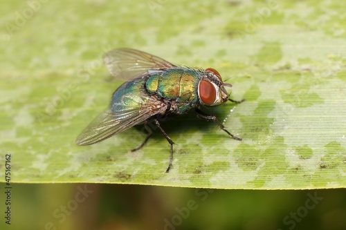 Colored Housefly on a leaf
