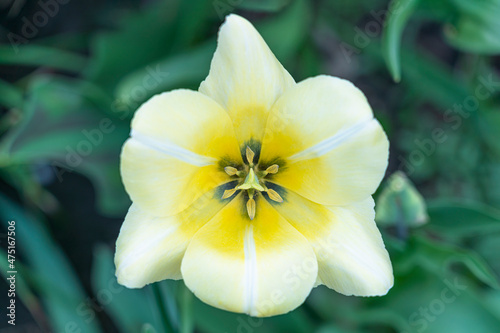 beautiful yellow tulip on a green background