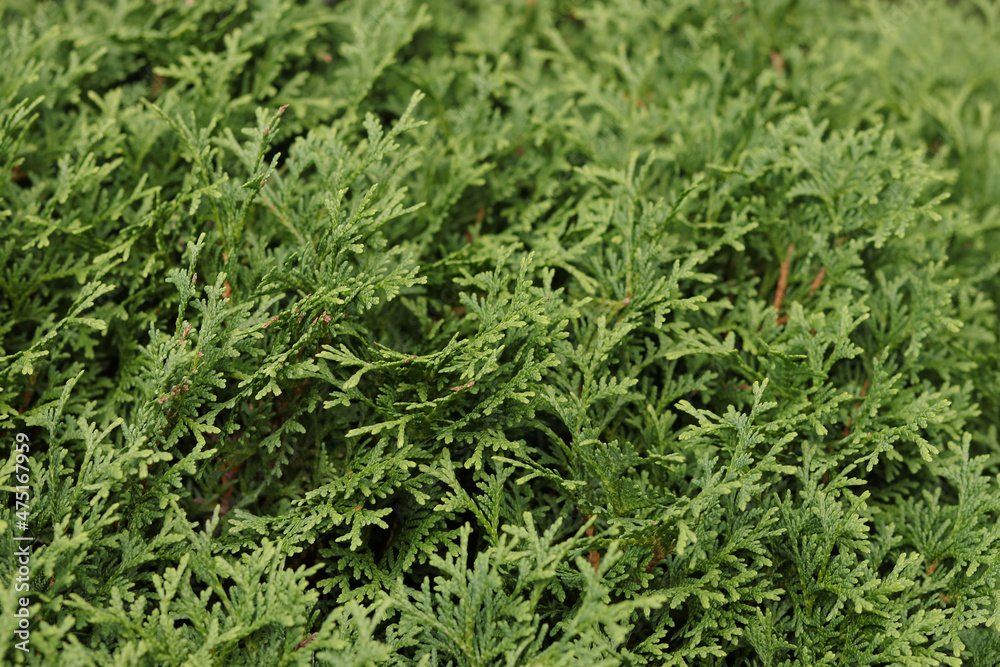 Beautiful leaves of thuja trees .Beautiful green natural background.Natural green beautiful fence. Thuja evergreen coniferous tree green twigs . Thuja texture. Beautiful screensaver on your desktop. 