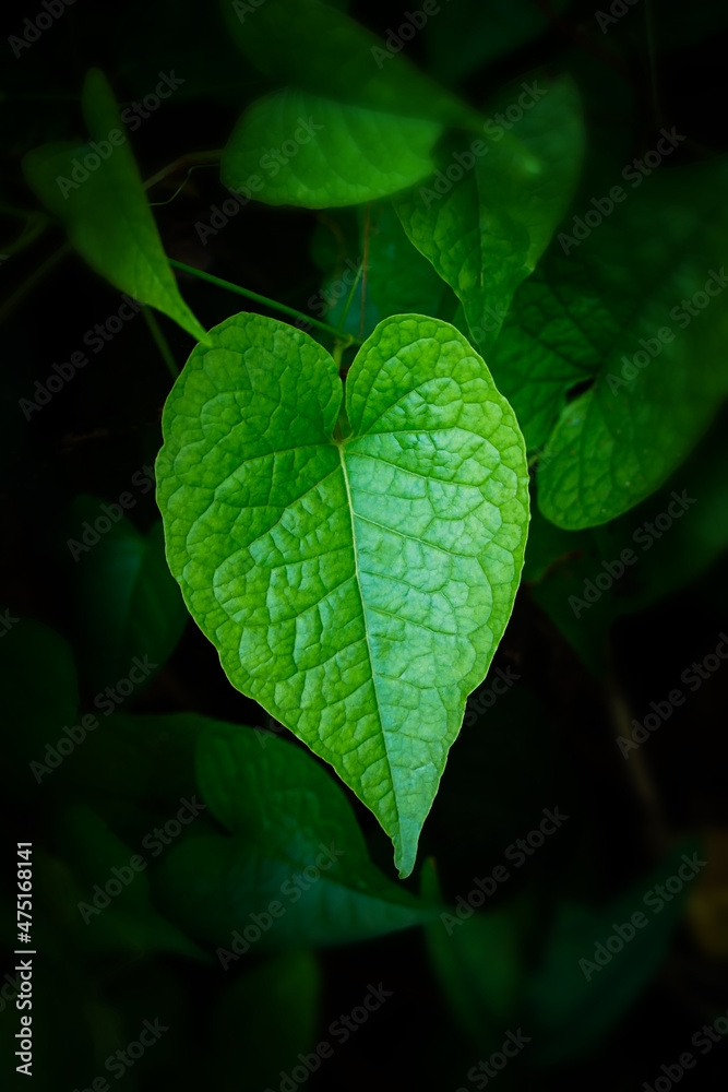 Romantic tree shape with heart shaped leaves, green leaf heart shape. Romantic tree shape with heart shaped leaves, green leaf heart shape.