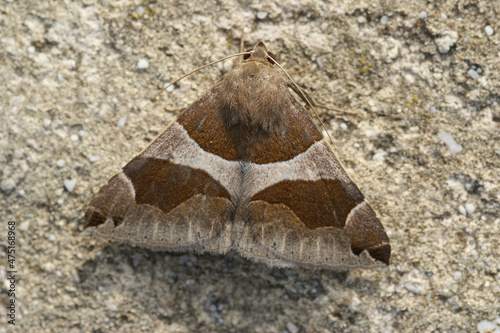 Closeup of the passenger moth, Dysgonia algira photo