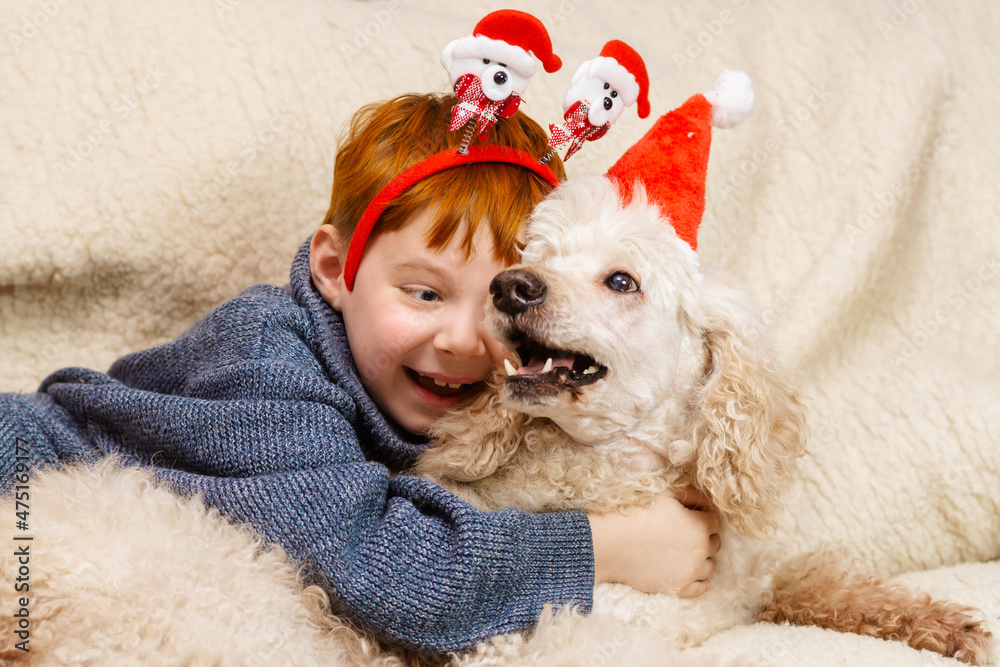 Fototapeta premium Boy hugs a dog celebrating new year, christmas. Interaction, friendship between a child and a dog.