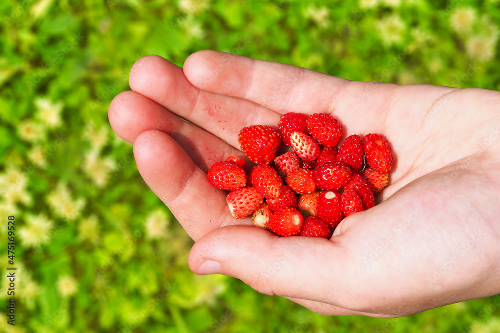 Ripe red berries of wild strawberries in hand. Woman holding wild strawberry Ripe red berries of wild strawberries in hand. Woman holding wild strawberry