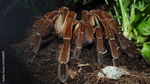 a large brown spider with villi of the genus theraphosa stirmi sits on the ground next to green plants in a terrarium. a large tarantula spider. side view