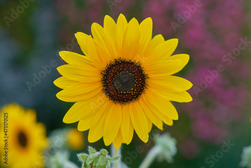 yellow flowers grow on green background