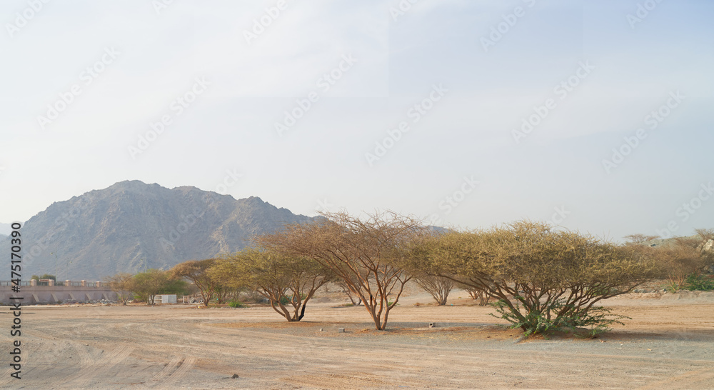 fragment of desert and bushes in Abu Dhabi fragment of desert and bushes in Abu Dhabi