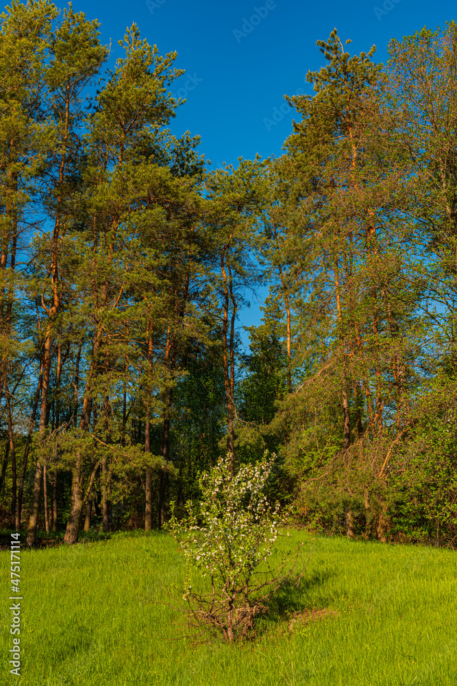 Blooming apple tree on a background of green grass and trees of a pine forest.