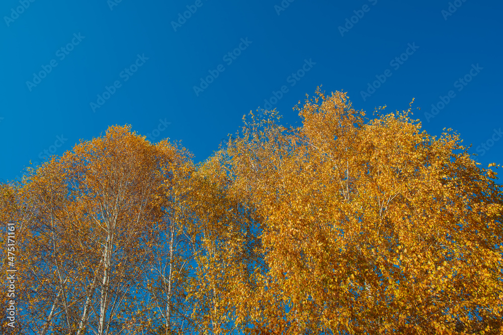 Birch trees and yellow foliage against the blue sky.