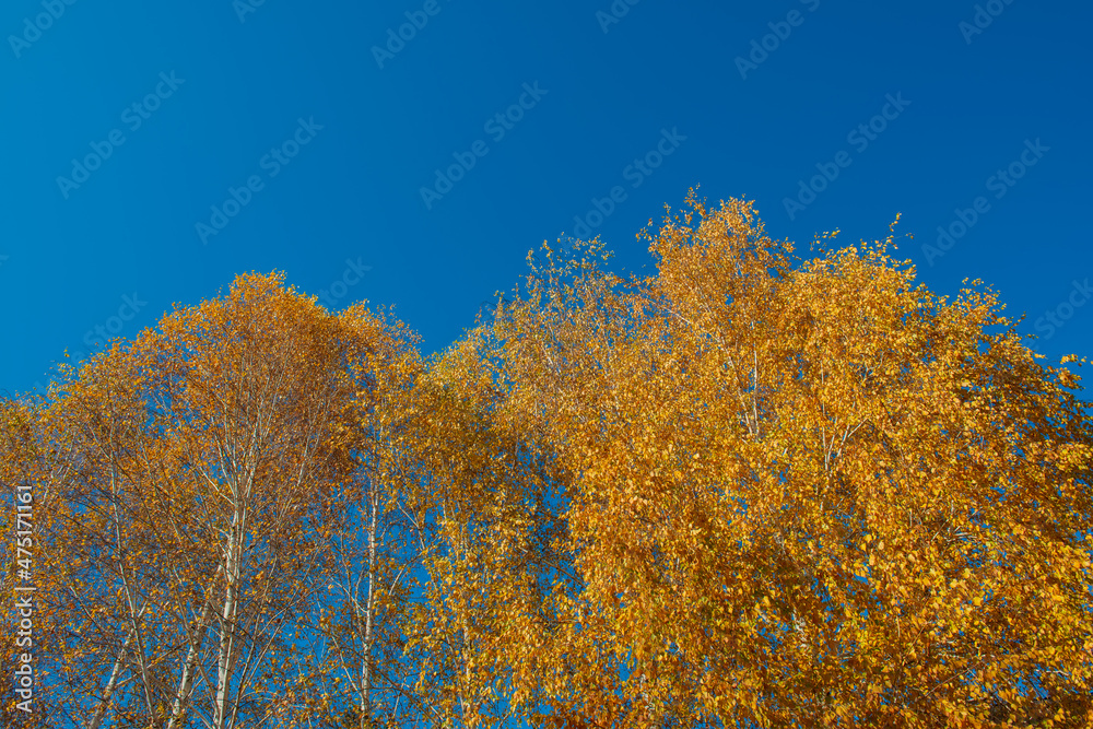 Birch trees and yellow foliage against the blue sky. Birch trees and yellow foliage against the blue sky.