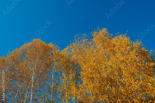 Birch trees and yellow foliage against the blue sky.