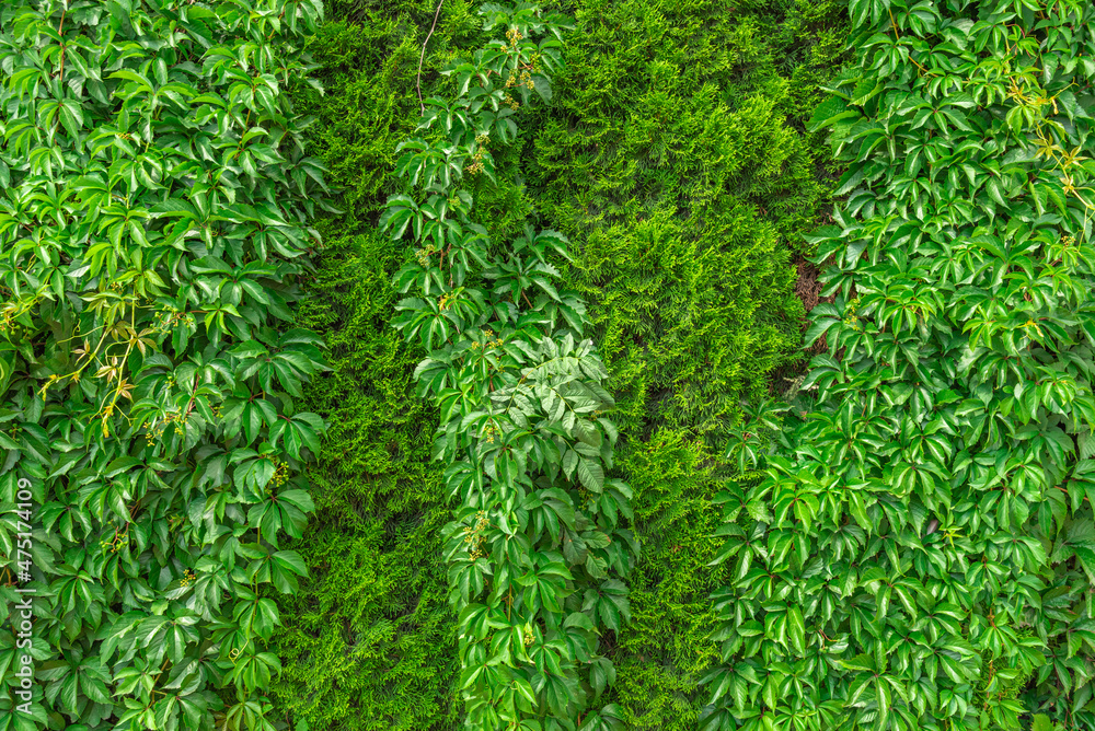 Background of green leaves and plants.