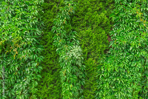 Background of green leaves and plants.