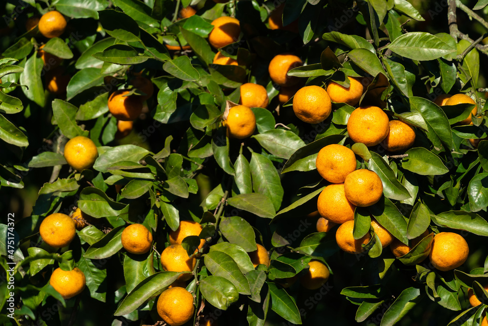 Ripe bright tangerines on a tree on a sunny day. Beautiful citrus natural background