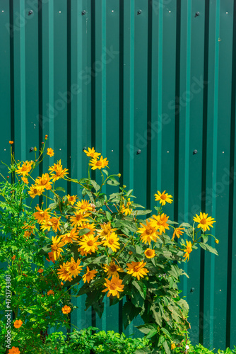 Yellow flowers on the background of a green metal fence.