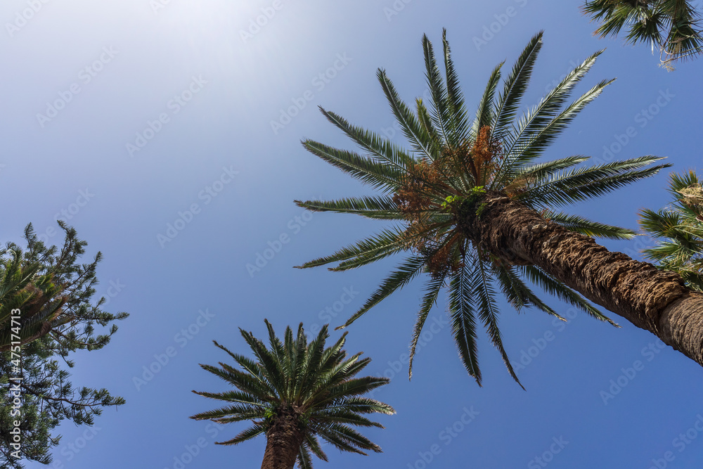 Trunks and crowns of palm trees against the sky Trunks and crowns of palm trees against the sky
